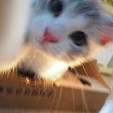 若兮何在