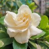 核桃妹