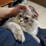 阿宝
