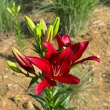May