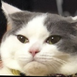 天花板上吊着猫