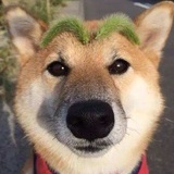 南瓜