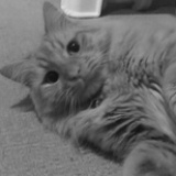 猫八两