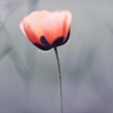 花非花