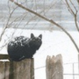 梳木
