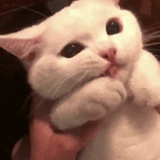 喵~~