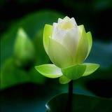 夏日莲子米