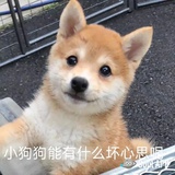 汪汪碎冰冰