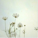葡萄梨子加芒果