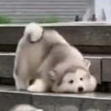 脸刹大师