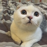 Yo