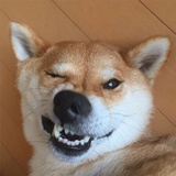 猴子请来的救兵