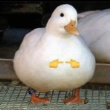 摇摇鼻子两个孔