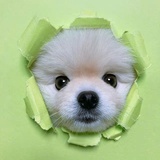 花千树