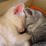 大猫小猫