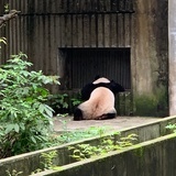 西西