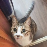 猛兽出击