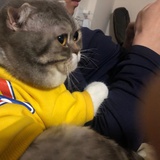 形式