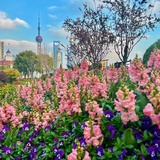 乔子沫