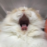 后来的我