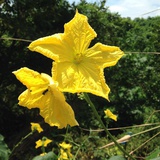 丝瓜拉花