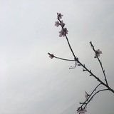 两碗米饭