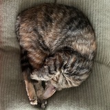 余春娇（戒烟版