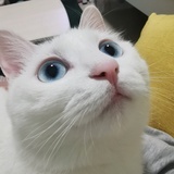 莫切切