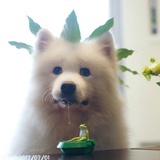 可爱不过老子
