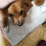短绒藻