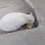 以牙还牙