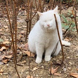 桃猫猫