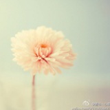 clover-s