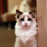 猫弟