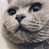 飞飞酱