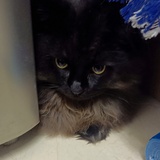 鱼蛋