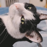 张眷