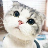 如鲸向海