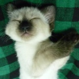 吾猫非猫