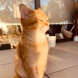 晒日光浴的猫