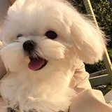 Miya