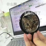 心情不好的狗子