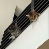 猫猫头山住民