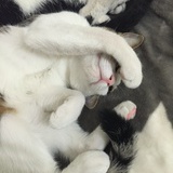 徐小默
