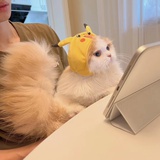 安非他命