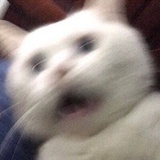 ฅ՞•🐽•՞ฅ