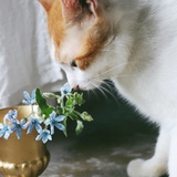花花小可爱