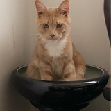 黑子萌猫