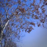 雲卿