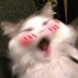 廿枳